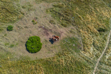bird view of two horses on the meadow