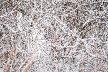 Dense weaves of bush branches in winter under the snow.