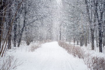 Snow-covered path for walking in the winter park under heavy snow. An empty pedestrian road surrounded by snow-covered trees.