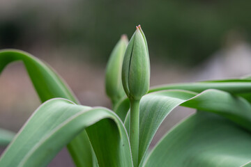Tulip Flower Buds in Springtime