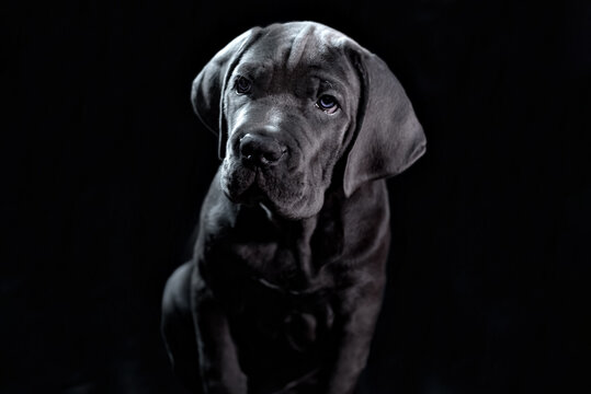 Filhote de Cane Corso Cinza em fundo preto. Filhote com 2 meses.