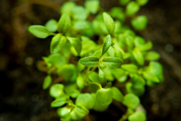 A small sprout of thyme in soft focus at high magnification.