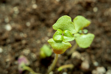 Small sprout of basil in soft focus at high magnification.