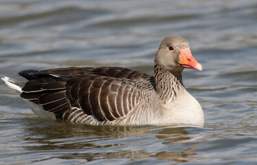 Greylag goose	