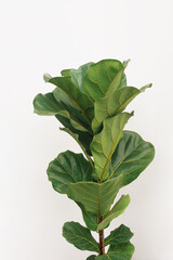 Green leaves of fiddle-leaf fig tree (Ficus lyrata) the popular ornamental tree tropical houseplant on white concrete wall background, indoors plant for room decor.