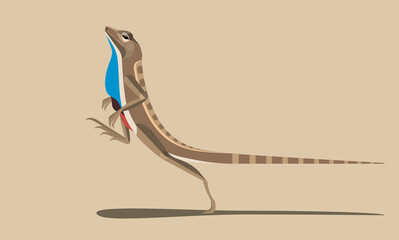 Running lizard Agama Sitana