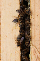 bees between honeycombs