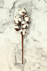 Top view of cotton sprigs on a marble background