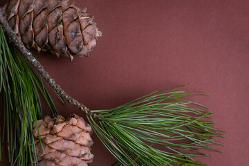 Frame of Cedar branch with cones top view and close up. Copyspace