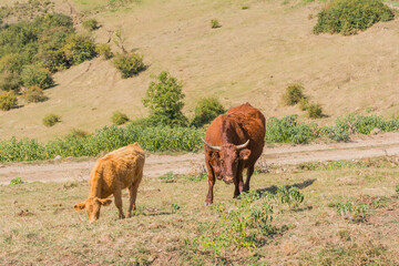 young cows on a cattle