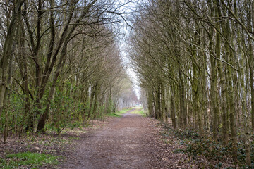 Wide path through a forest with trees on both sides with bare branches in early spring with a somewhat mystical appearance at the end
