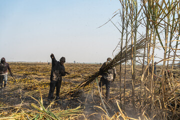 Tres agricultores de la caña de azúcar  están trabajando en el campo.