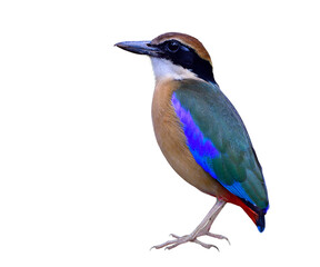 Beautiful shore bird with green wings, blue and white marks, red vent and black mask and large beaks isolated on white background, Mangrove pitta