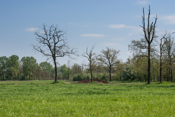 vegetazione del parco sud del fiume adda in primavera
