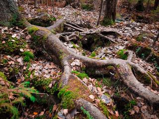 A tree on a rock. Rocks in autumn. Branching roots.