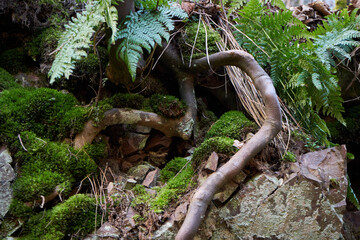 Close up of tree roots tied around rock face.
