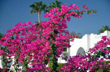 Fototapeta na wymiar Decorative flowers in the park Sharm el-Sheikh. Egypt