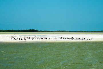 Birds on the Beach in Quintana Roo, Mexico