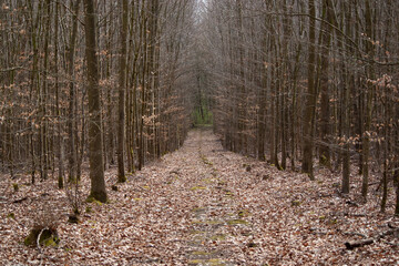 footpath in the woods