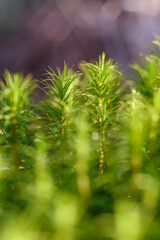 Forest in spring macro