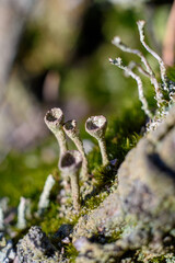 Forest in spring macro