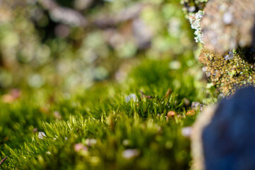 Forest in spring macro