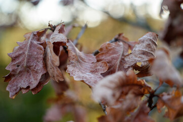 Forest in spring macro