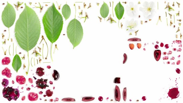 Large collection of cherry fruit pieces, slices and leaves isolated on white background being continuously appeared. Stop motion 4k video, high quality.