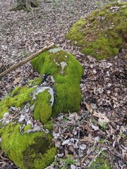 stone path in the grass