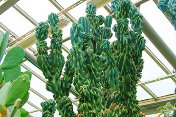 Tropical plant cactus cactaceae, cereus hildmannianus monstrose greenhouse.