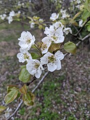 apple tree blossom
