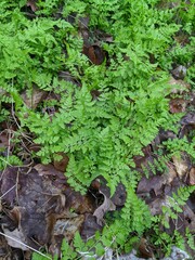 green moss in the forest