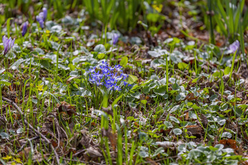 Beautiful bright spring flower bloomed in botanical garden