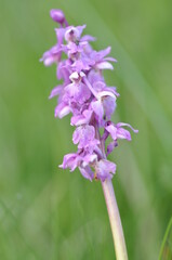 Obraz premium orchis male