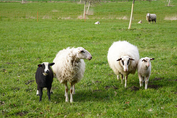 Domestic Sheep (Ovis aries) are quadrupedal, ruminant mammals typically kept as livestock.
