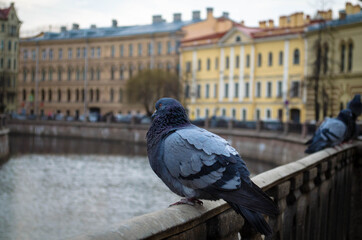 dove on the street near