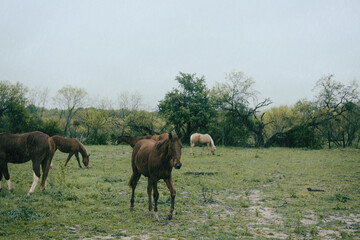 Fototapeta na wymiar Young horses in green field with rainy weather.