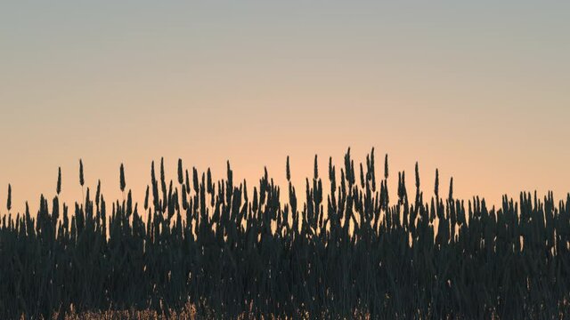 Ears of cereal crops sway in a light breeze against the backdrop of sunset.