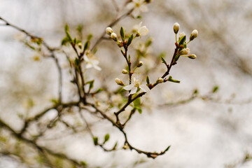 Blooming prunus tree