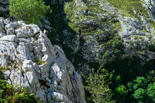 A mountain goat on the edge of a precipice and before the immensity of the valley. Photograph taken in the Picos de Europa, Asturias, Spain. 