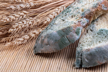 Moldy bread slices placed on wicker floor. Stale bread with aspergillus sp.