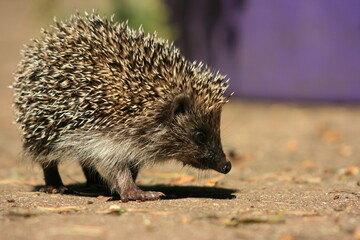 hedgehog on the ground