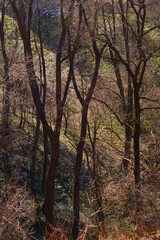 The beautiful colors of spring in the forest