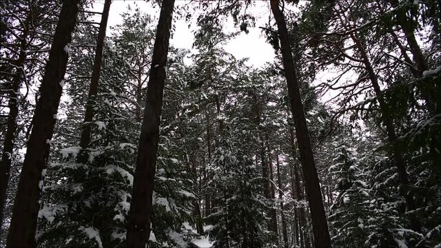 Schneefall im Wald mit hohen B&auml;umen, dunkel und unheimlich