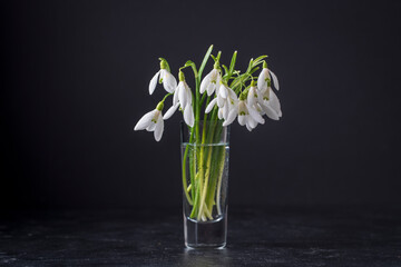 Spring snowdrops in glass with water on black background. Beautiful first spring flowers