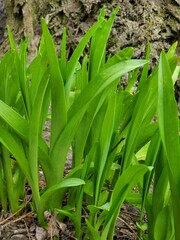 Obraz premium green grass in the garden