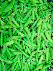 Freshly harvested pea pods in the field. Agriculture concept