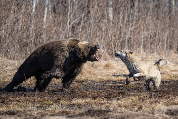  bear and dog . the dog attacks and bites the bear