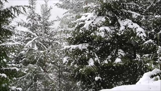 Schneefall mit gro&szlig;en Flocken im Winterwald zu Weihnachten	
