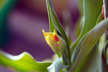 Obraz premium ,Tulpe, Papagei Tulpe, Macro, tulip, Nahaufnahme, Blume, Frühling,